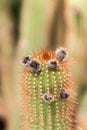 Close up, details of Echinopsis Ã¢â¬Å Flying Saucer Cactus